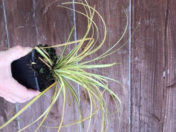 Goldsegge Carex "Evergold"  im Topf (10-20cm)